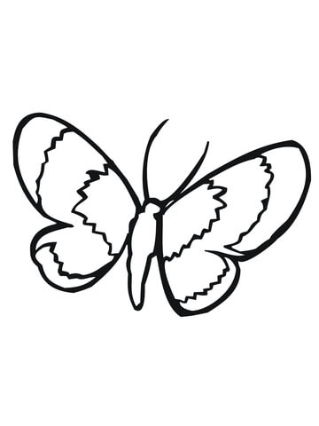 Moth Lepidoptera Coloring Page